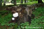 Korálovec bukový (Hericium clathroides)