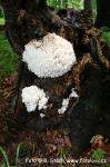 Korálovec bukový (Hericium clathroides)