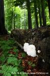 Korálovec bukový (Hericium clathroides)