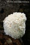 Korálovec bukový (Hericium clathroides)