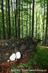 Korálovec bukový (Hericium clathroides)