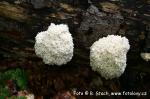 Korálovec bukový (Hericium clathroides)