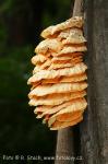 Sírovec žlutooranžový (Laetiporus sulphureus)