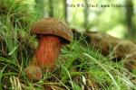 Hřib kovář (Boletus erythropus)