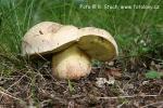 Hřib medotrpký (Boletus albidus)