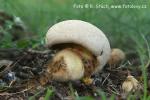 Hřib medotrpký (Boletus albidus)