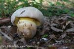 Hřib medotrpký (Boletus albidus)