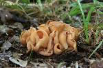 Ouško kornoutovité (Otidea onotica)