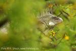 Leguán zelený (Iguana iguana)