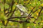 Leguán zelený (Iguana iguana)