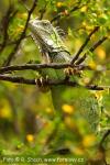 Leguán zelený (Iguana iguana)