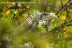 Leguán zelený (Iguana iguana)