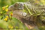 Leguán zelený (Iguana iguana)