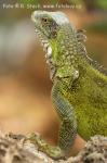 Leguán zelený (Iguana iguana)