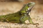 Leguán zelený (Iguana iguana)