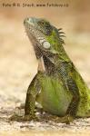 Leguán zelený (Iguana iguana)