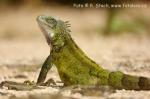 Leguán zelený (Iguana iguana)