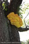 Sírovec žlutooranžový (Laetiporus sulphureus)