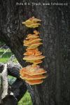 Sírovec žlutooranžový (Laetiporus sulphureus)