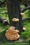 Sírovec žlutooranžový (Laetiporus sulphureus)