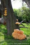 Sírovec žlutooranžový (Laetiporus sulphureus)