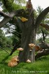 Sírovec žlutooranžový (Laetiporus sulphureus)