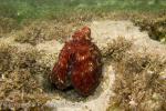 Chobotnice modrá (Octopus cyanea Gray)