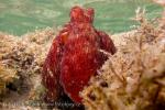 Chobotnice modrá (Octopus cyanea Gray)