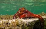 Chobotnice modrá (Octopus cyanea Gray)