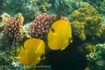 Klipka velká (Chaetodon lineolatus)