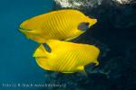 Klipka velká (Chaetodon lineolatus)