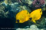 Klipka velká (Chaetodon lineolatus)