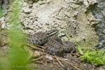 Zmije obecná (Vipera berus)