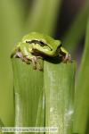 Rosnička zelená (Hyla arborea)