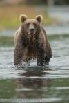 Medvěd hnědý (Ursus arctos)