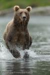 Medvěd hnědý (Ursus arctos)