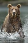 Medvěd hnědý (Ursus arctos)