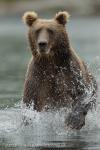 Medvěd hnědý (Ursus arctos)