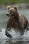 Medvěd hnědý (Ursus arctos)