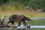 Medvěd hnědý (Ursus arctos)