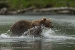 Medvěd hnědý (Ursus arctos)