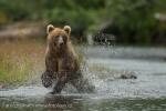 Medvěd hnědý (Ursus arctos)
