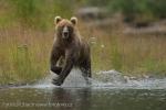 Medvěd hnědý (Ursus arctos)