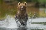 Medvěd hnědý (Ursus arctos)
