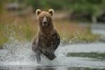 Medvěd hnědý (Ursus arctos)