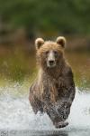 Medvěd hnědý (Ursus arctos)