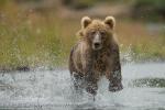 Medvěd hnědý (Ursus arctos)