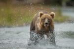Medvěd hnědý (Ursus arctos)