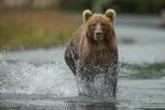 Medvěd hnědý (Ursus arctos)