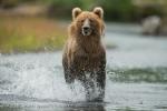 Medvěd hnědý (Ursus arctos)